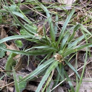 Luzula densiflora at Jerrabomberra, NSW - 22 Sep 2022 04:00 PM