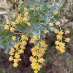 Acacia baileyana (Cootamundra Wattle, Golden Mimosa) at Jerrabomberra, NSW - 22 Sep 2022 by Steve_Bok