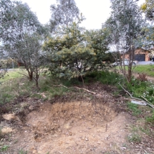 Acacia baileyana at Jerrabomberra, NSW - 22 Sep 2022
