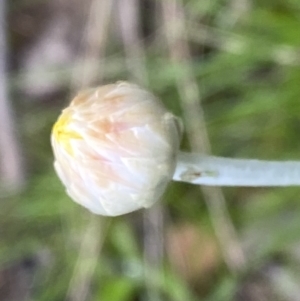 Leucochrysum albicans subsp. tricolor at Jerrabomberra, NSW - 22 Sep 2022