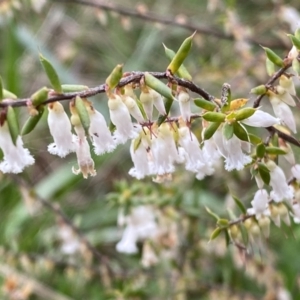 Leucopogon fletcheri subsp. brevisepalus at Jerrabomberra, NSW - 22 Sep 2022