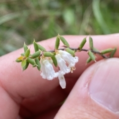 Leucopogon fletcheri subsp. brevisepalus at Jerrabomberra, NSW - 22 Sep 2022