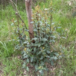 Viburnum tinus at Jerrabomberra, NSW - 22 Sep 2022