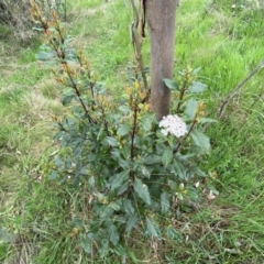 Viburnum tinus at Jerrabomberra, NSW - 22 Sep 2022