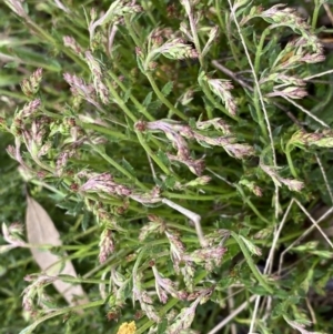 Gonocarpus tetragynus at Jerrabomberra, NSW - 22 Sep 2022