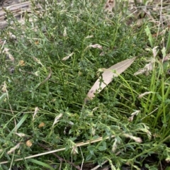 Gonocarpus tetragynus at Jerrabomberra, NSW - 22 Sep 2022