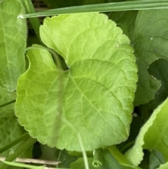 Viola odorata at Jerrabomberra, NSW - 22 Sep 2022