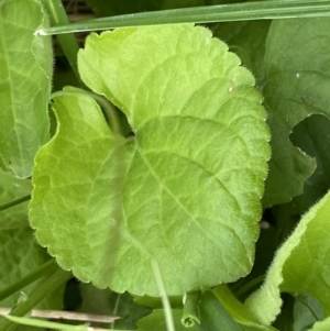 Viola odorata at Jerrabomberra, NSW - 22 Sep 2022