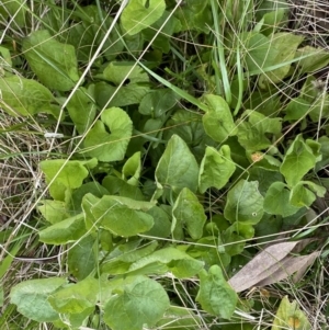 Viola odorata at Jerrabomberra, NSW - 22 Sep 2022 12:44 PM