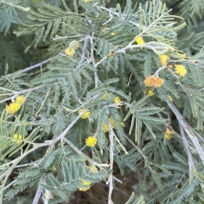 Acacia dealbata subsp. dealbata (Silver Wattle) at Jerrabomberra, NSW - 22 Sep 2022 by SteveBorkowskis