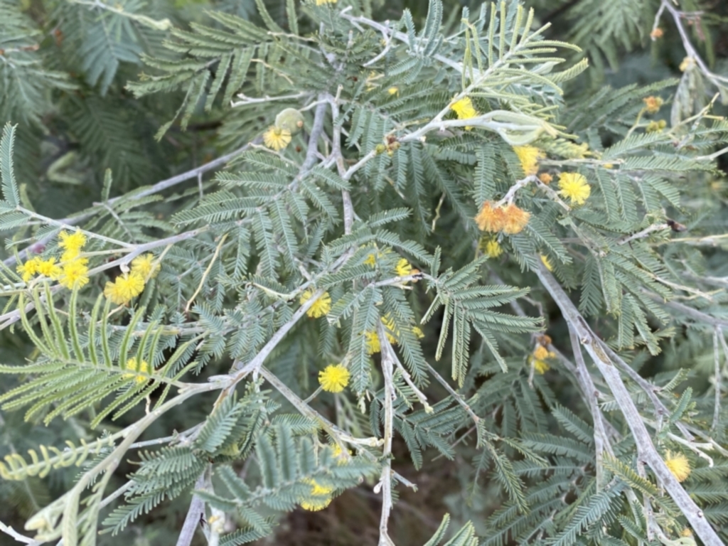 Acacia dealbata subsp. dealbata at Jerrabomberra, NSW - 22 Sep 2022