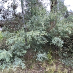 Acacia dealbata subsp. dealbata at Jerrabomberra, NSW - 22 Sep 2022 12:43 PM