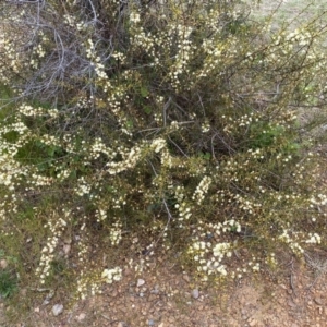 Acacia genistifolia at Jerrabomberra, NSW - 22 Sep 2022