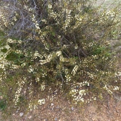 Acacia genistifolia (Early Wattle) at Jerrabomberra, NSW - 22 Sep 2022 by SteveBorkowskis