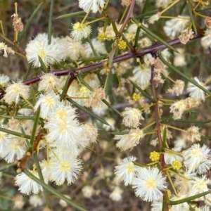 Acacia genistifolia at Jerrabomberra, NSW - 22 Sep 2022 12:41 PM