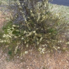 Acacia genistifolia at Jerrabomberra, NSW - 22 Sep 2022 12:41 PM