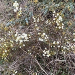 Acacia genistifolia at Jerrabomberra, NSW - 22 Sep 2022 12:41 PM