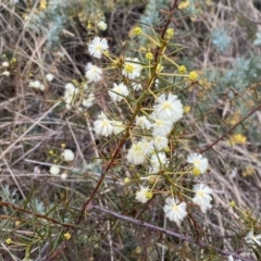 Acacia genistifolia at Jerrabomberra, NSW - 22 Sep 2022 12:41 PM