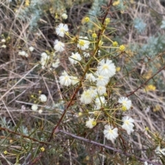 Acacia genistifolia at Jerrabomberra, NSW - 22 Sep 2022