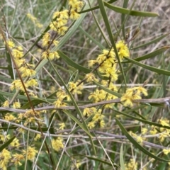 Acacia dawsonii (Dawson's Wattle) at Jerrabomberra, NSW - 22 Sep 2022 by SteveBorkowskis