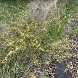 Acacia dawsonii at Jerrabomberra, NSW - 22 Sep 2022 12:39 PM