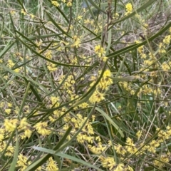 Acacia dawsonii at Jerrabomberra, NSW - 22 Sep 2022 12:39 PM