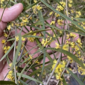 Acacia dawsonii at Jerrabomberra, NSW - 22 Sep 2022 12:39 PM