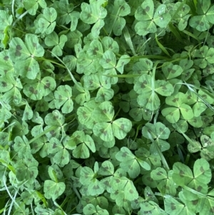 Medicago arabica at Jerrabomberra, NSW - 22 Sep 2022