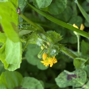 Medicago arabica at Jerrabomberra, NSW - 22 Sep 2022