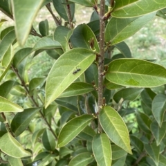 Ligustrum lucidum (Large-leaved Privet) at Jerrabomberra, NSW - 22 Sep 2022 by SteveBorkowskis