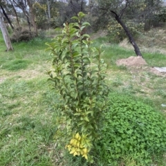 Ligustrum lucidum at Jerrabomberra, NSW - 22 Sep 2022