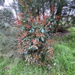 Photinia serratifolia (Chinese Photinia) at Jerrabomberra, NSW - 22 Sep 2022 by Steve_Bok