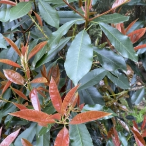 Photinia serratifolia at Jerrabomberra, NSW - 22 Sep 2022