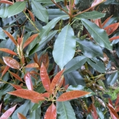 Photinia serratifolia at Jerrabomberra, NSW - 22 Sep 2022