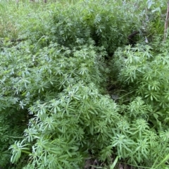 Galium aparine (Goosegrass, Cleavers) at Jerrabomberra, NSW - 22 Sep 2022 by SteveBorkowskis