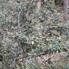 Pomaderris betulina subsp. actensis at Jerrabomberra, NSW - 22 Sep 2022