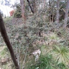Pomaderris betulina subsp. actensis at Jerrabomberra, NSW - 22 Sep 2022