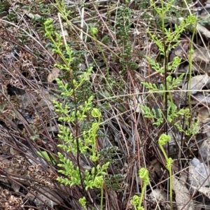 Cheilanthes sieberi subsp. sieberi at Jerrabomberra, NSW - 22 Sep 2022 12:32 PM