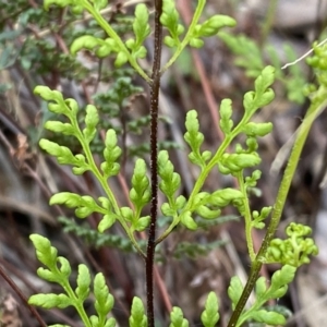 Cheilanthes sieberi subsp. sieberi at Jerrabomberra, NSW - 22 Sep 2022 12:32 PM