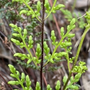 Cheilanthes sieberi subsp. sieberi at Jerrabomberra, NSW - 22 Sep 2022
