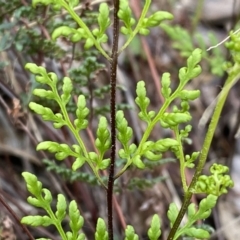 Cheilanthes sieberi subsp. sieberi at Jerrabomberra, NSW - 22 Sep 2022