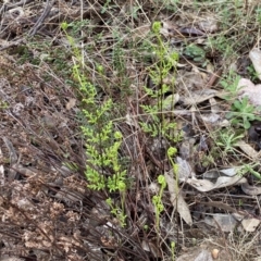 Cheilanthes sieberi subsp. sieberi at Jerrabomberra, NSW - 22 Sep 2022 12:32 PM