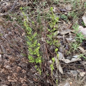 Cheilanthes sieberi subsp. sieberi at Jerrabomberra, NSW - 22 Sep 2022 12:32 PM