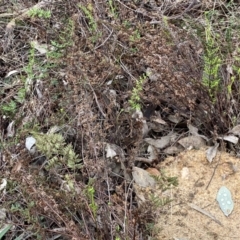 Cheilanthes sieberi subsp. sieberi at Jerrabomberra, NSW - 22 Sep 2022 12:32 PM