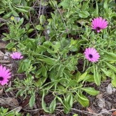 Dimorphotheca ecklonis (South African Daisy) at Jerrabomberra, NSW - 22 Sep 2022 by SteveBorkowskis