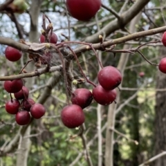 Crataegus monogyna (Hawthorn) at Jerrabomberra, NSW - 22 Sep 2022 by SteveBorkowskis