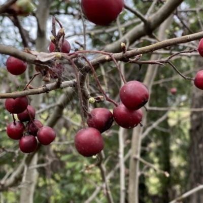 Crataegus monogyna (Hawthorn) at Jerrabomberra, NSW - 22 Sep 2022 by Steve_Bok