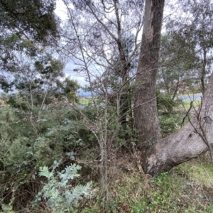 Crataegus monogyna at Jerrabomberra, NSW - 22 Sep 2022