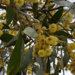 Acacia pycnantha (Golden Wattle) at Jerrabomberra, NSW - 22 Sep 2022 by SteveBorkowskis