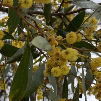 Acacia pycnantha (Golden Wattle) at Jerrabomberra, NSW - 22 Sep 2022 by Steve_Bok